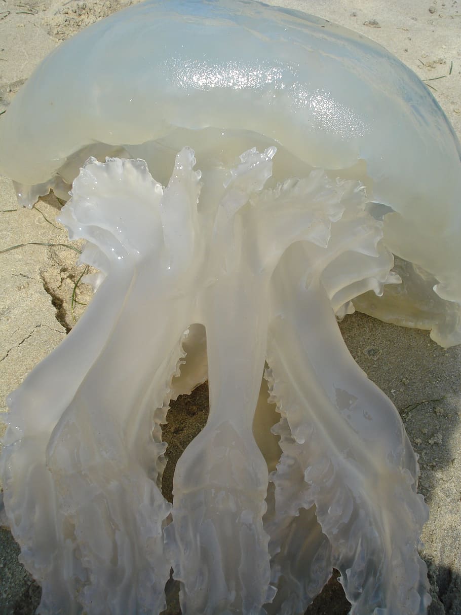 Jellyfish, Sea, Nasty, Tentacle, summer, klitischig, gelatinous, HD wallpaper