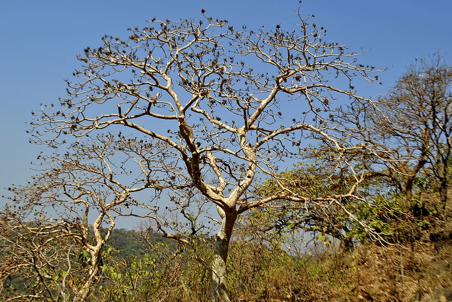 tree, india, vegetation, plants, environment, nature, sky, day HD wallpaper