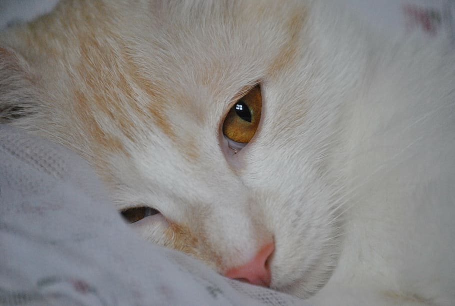 cat, cat face, pet, cute, domestic cat, pets, domestic animals HD wallpaper
