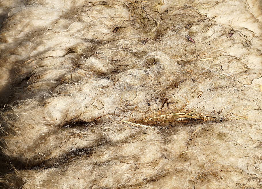 wool, sheep's wool, sheepskin, sheared, backgrounds, full frame