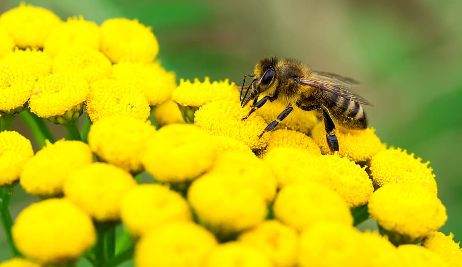 close-up photo of honey bee perched on top of yellow clustered flowers HD wallpaper