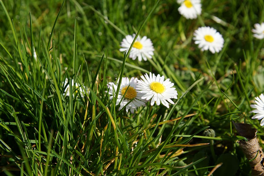 plant, daisy, spring, grass, flowering plant, freshness, fragility HD wallpaper