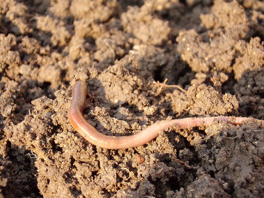 beige earthworm on soil, dirt, macro, one animal, animal wildlife HD wallpaper