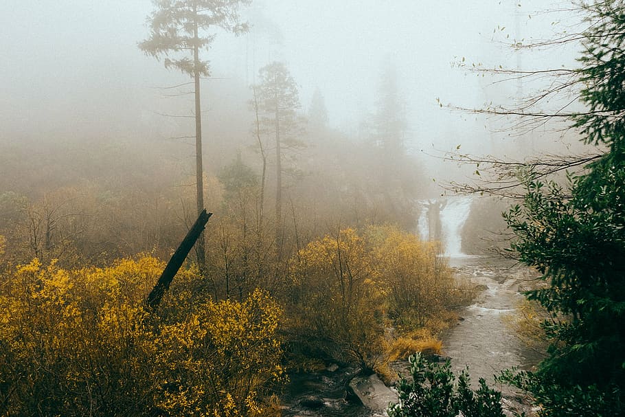 river stream near trees, body, water, surrounded, daytime, waterfall HD wallpaper
