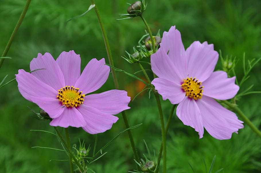 flowers, spring, flowering plant, freshness, fragility, vulnerability HD wallpaper