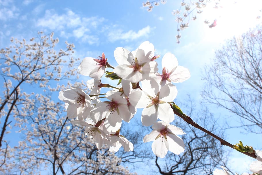 sakura cherry blossoms, spring, high park, plant, flowering plant HD wallpaper