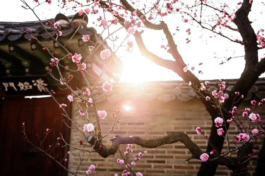 photo of cherry tree, republic of korea, traditional, forbidden city, HD wallpaper