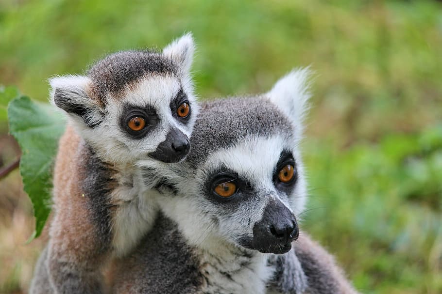closed-up photography of two white-and-brown lemurs, makis, lemurs monkeys, HD wallpaper