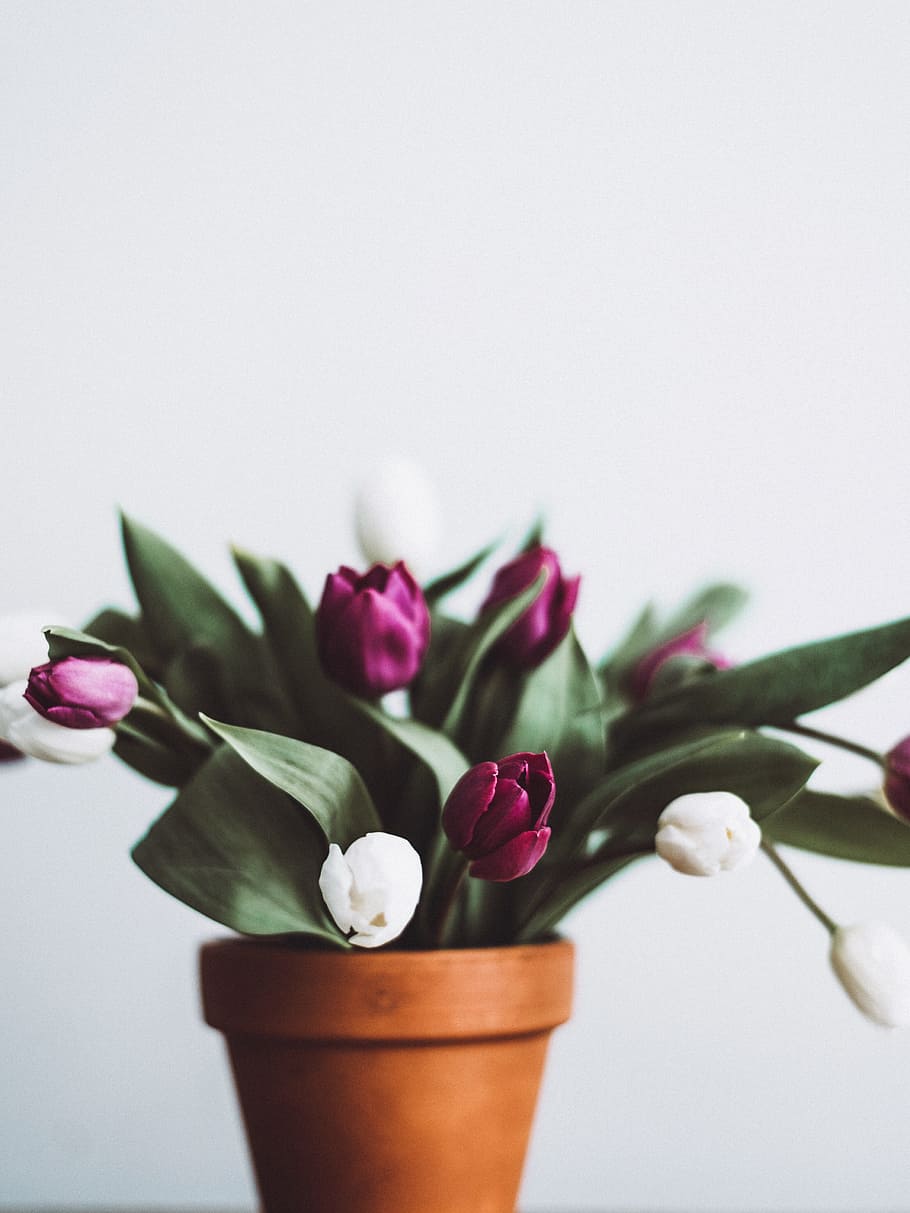selective focus white and purple petaled flowers, selective focus photography of pink and white tulip buds in brown clay pot HD wallpaper