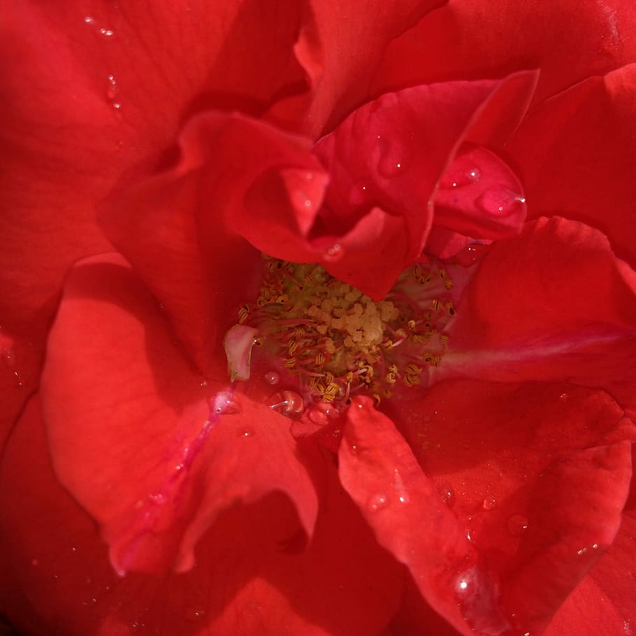 Red, Rosa, Flower, petal, flower head, rose - flower, full frame HD wallpaper