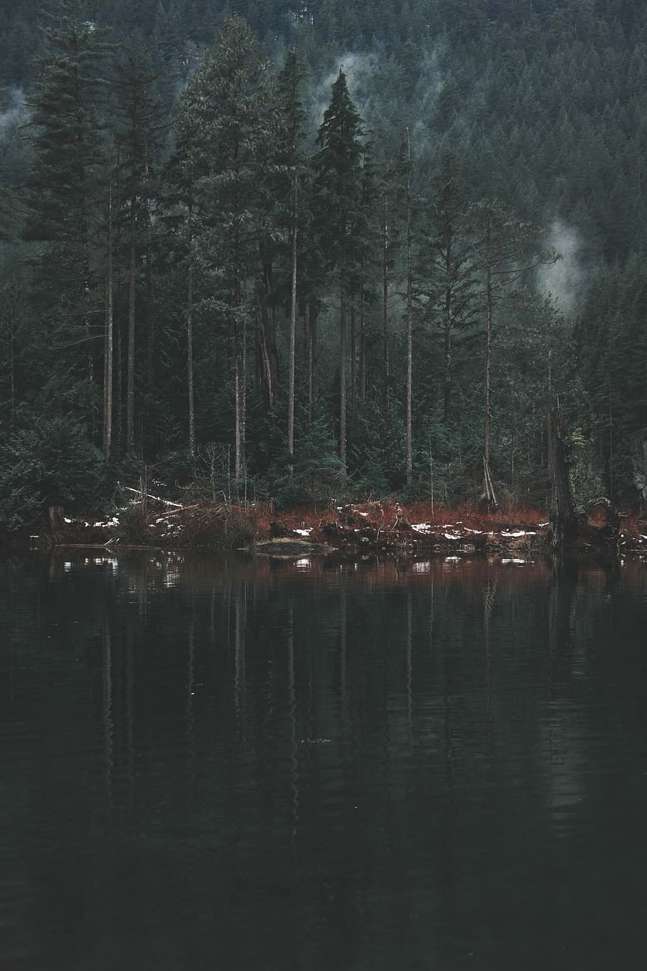 forest and lake during daytime in landscape photography, body of water near woods during daytime photography HD wallpaper