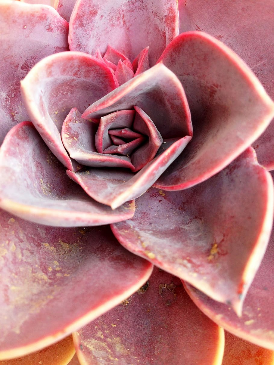 Succulent, Macro, Plant, nature, close-up, freshness, red, petal HD wallpaper
