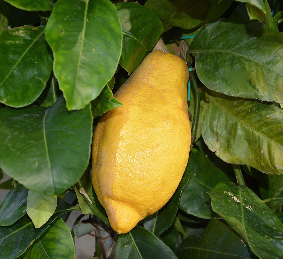lemon, citrus, lemon tree, juice, citrus limon, green, fruit, HD wallpaper