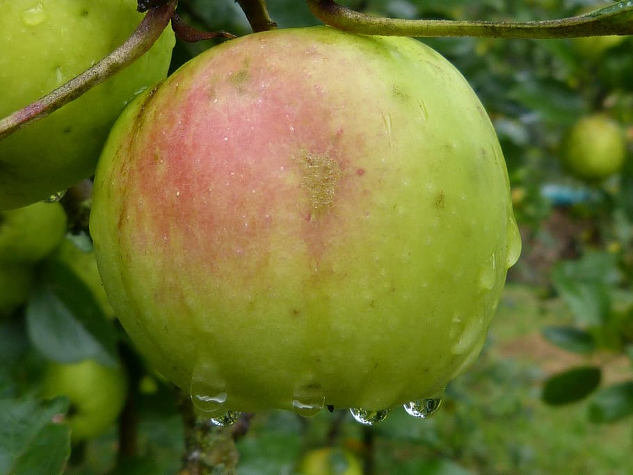 apple, fruit, rain, drip, wet, nature, plant, eat, healthy HD wallpaper