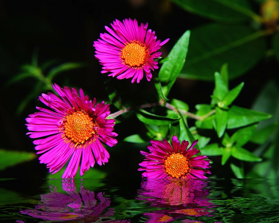 aster, herbstaster, flower, blossom, bloom, purple, plant, close HD wallpaper