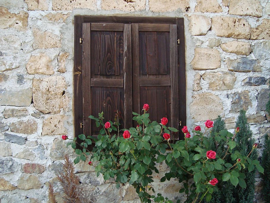 wall, window, roses, wood - Material, door, architecture, old HD wallpaper