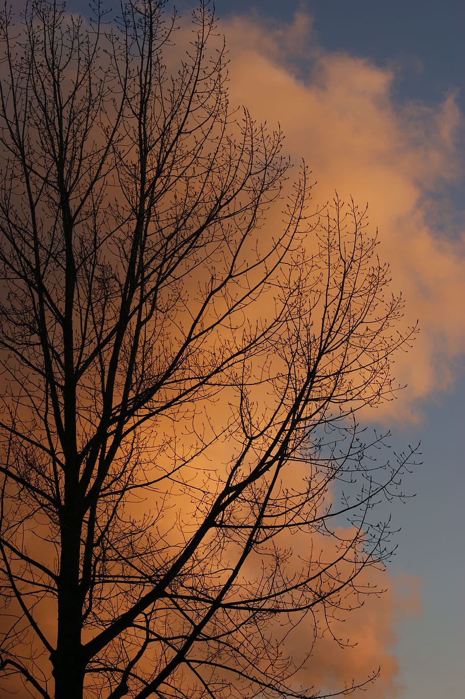 Tree, Clouds, Sunset, Winter, sky, bare tree, cloud - sky, branch HD wallpaper