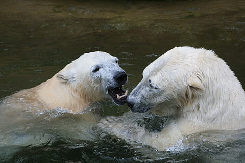 icebear, animal, white, fur, polar, arctic, polarbear, carnivore HD wallpaper