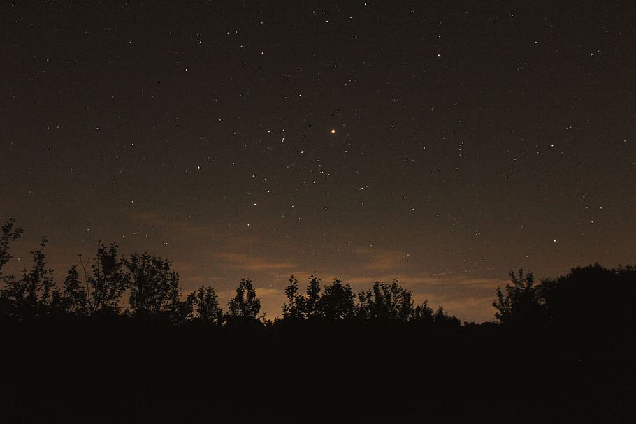 clear sky with stars, silhouette photography of trees, night sky HD wallpaper