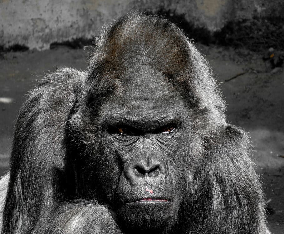photo of black gorilla, monkey, ape, zoo, silverback, grim HD wallpaper