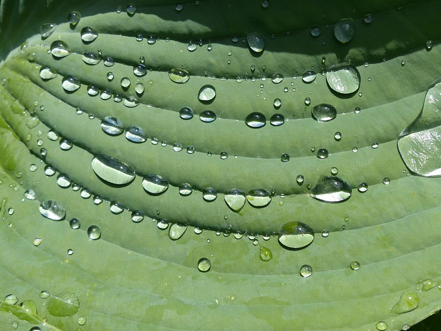 raindrop, hosta, sheet, plant, green, water, wet, green color HD wallpaper