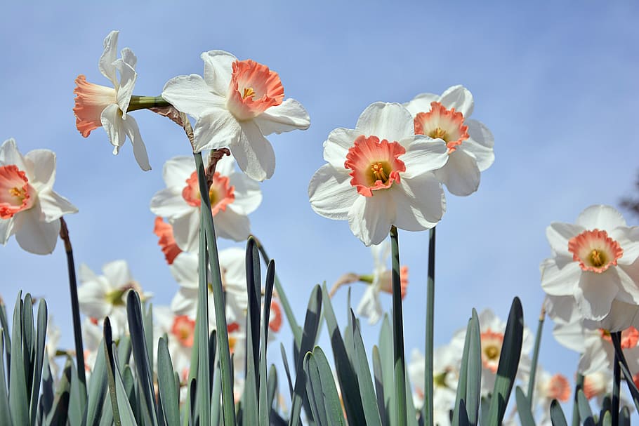 white and orange daffodil flowers, nature, plant, summer, live, HD wallpaper