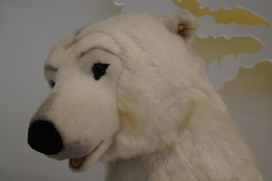 Polar Bear, White, Animal, predator, teddy, stuffed animal, HD wallpaper