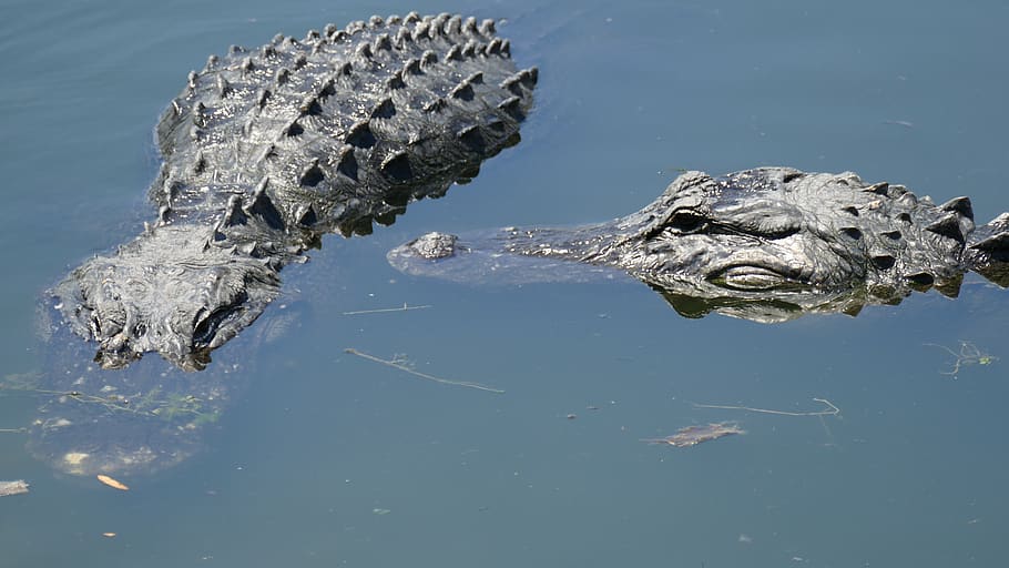 florida, usa, alligator road, water, reptile, animal themes HD wallpaper