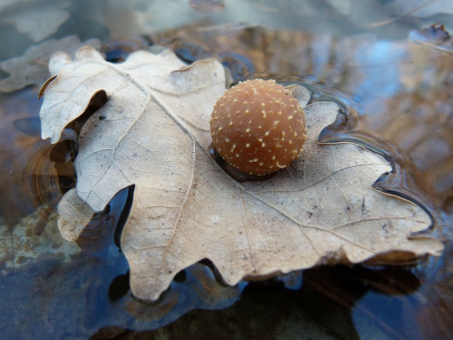 macro, leaf, parasite, nature oak, water, spring, forest, close-up HD wallpaper