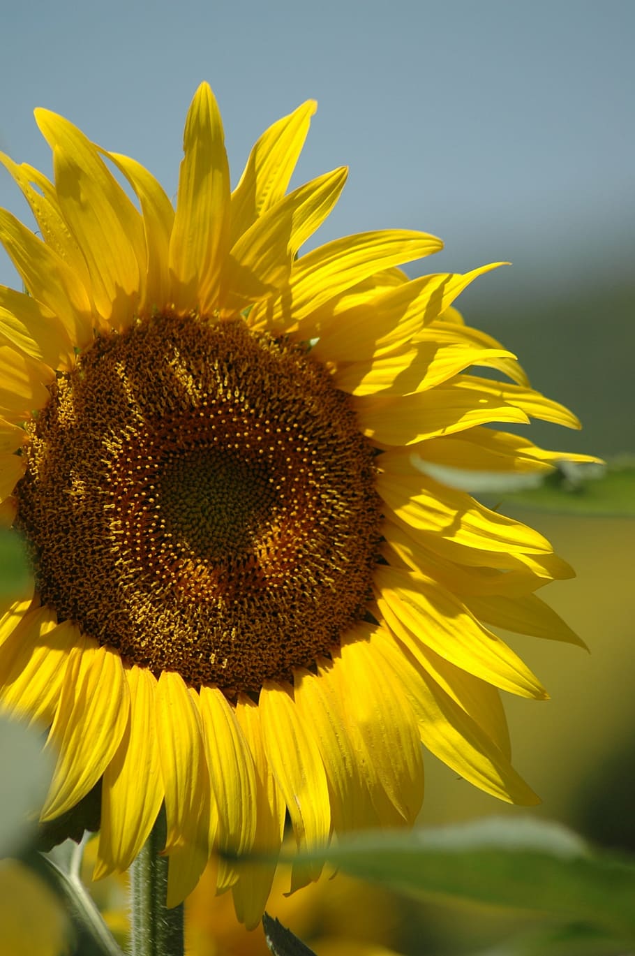 sunflower, campaign, yellow, nature, agriculture, summer, plant HD wallpaper