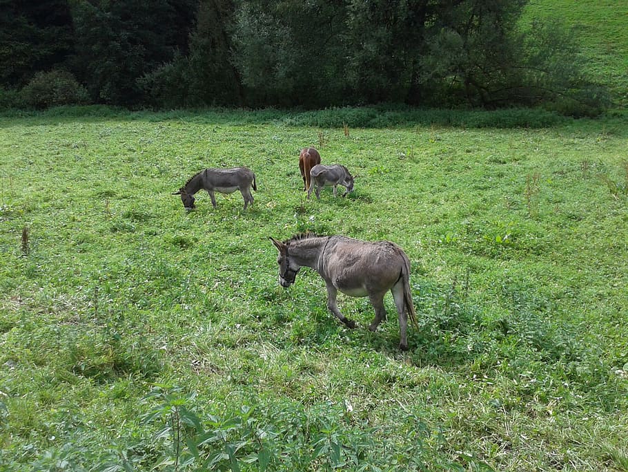donkey, meadow, nature, animal themes, mammal, group of animals HD wallpaper