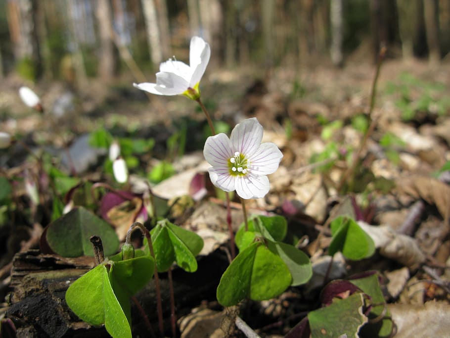 Flower, Spring, Nature, White, flowers, colors, green, white flower HD wallpaper