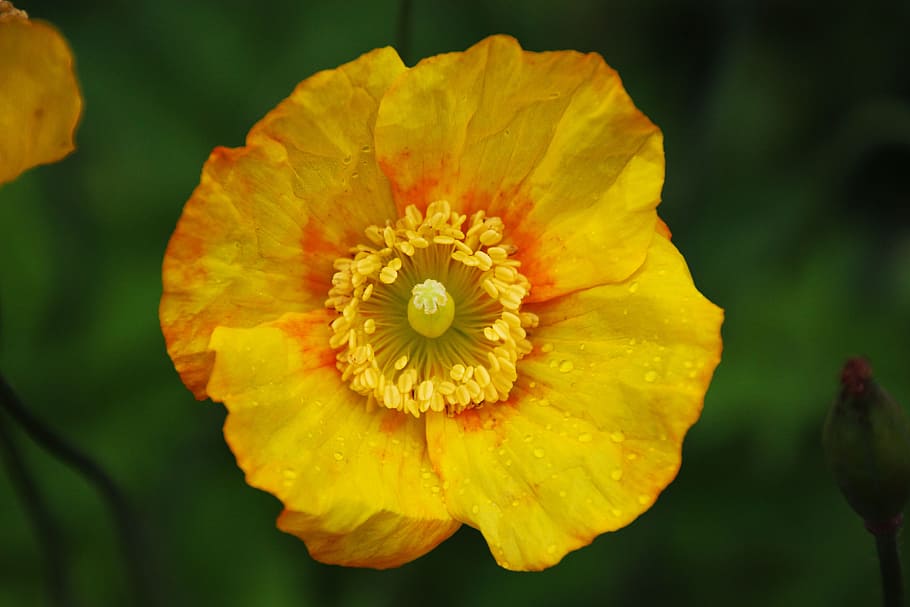 Flower, Pollen, Nature, Yellow, Spring, garden, plant, season HD wallpaper