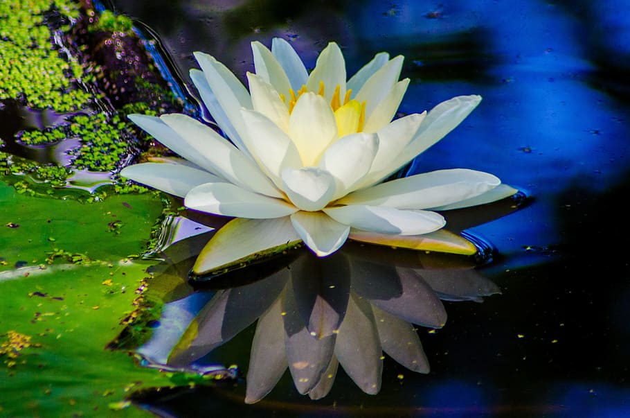 closeup photo of lotus flower, water, nature, garden, plant, spring, HD wallpaper