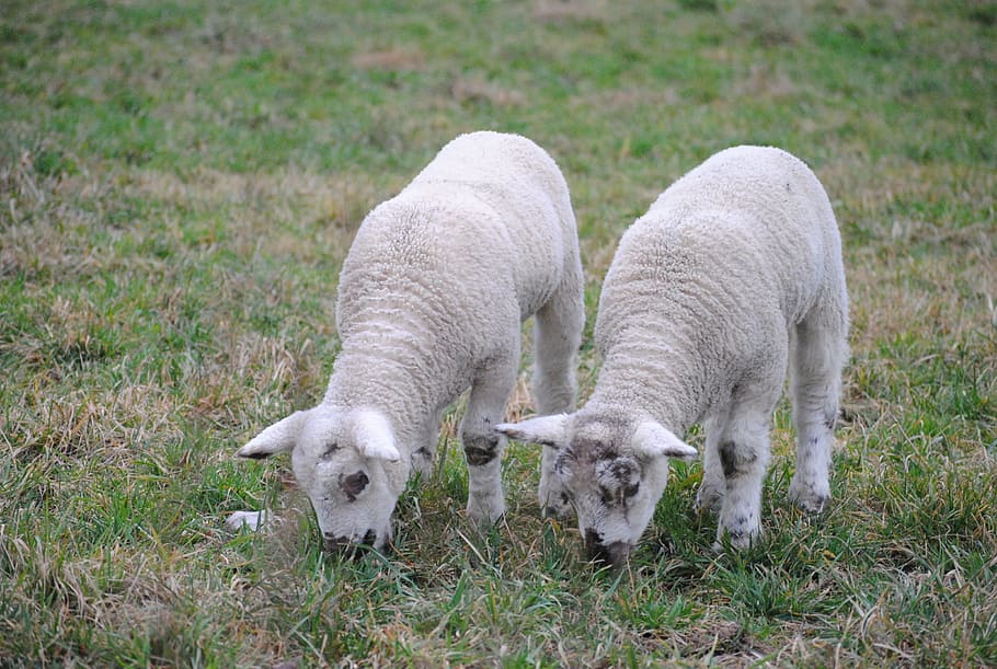 sheep, animals, twins, lamb, pasture, mammal, animal themes HD wallpaper