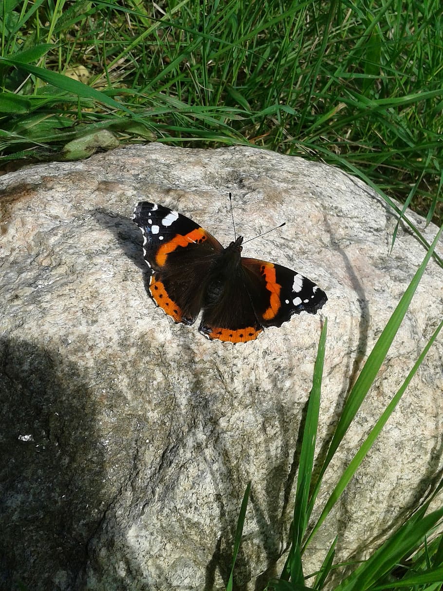 Butterfly, Insect, Garden, outdoors, heat - temperature, day HD wallpaper
