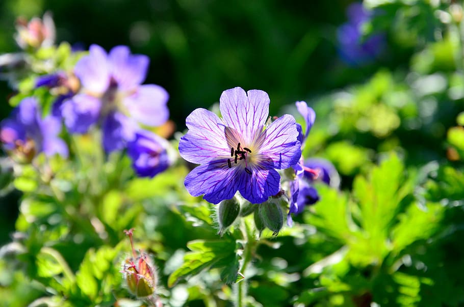 flower, nature, light, reverse light, blue, plant, sparkle HD wallpaper
