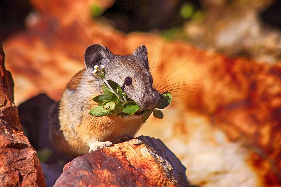 rodent with leaf in it's mouth during day, mouse, mammal, cute HD wallpaper