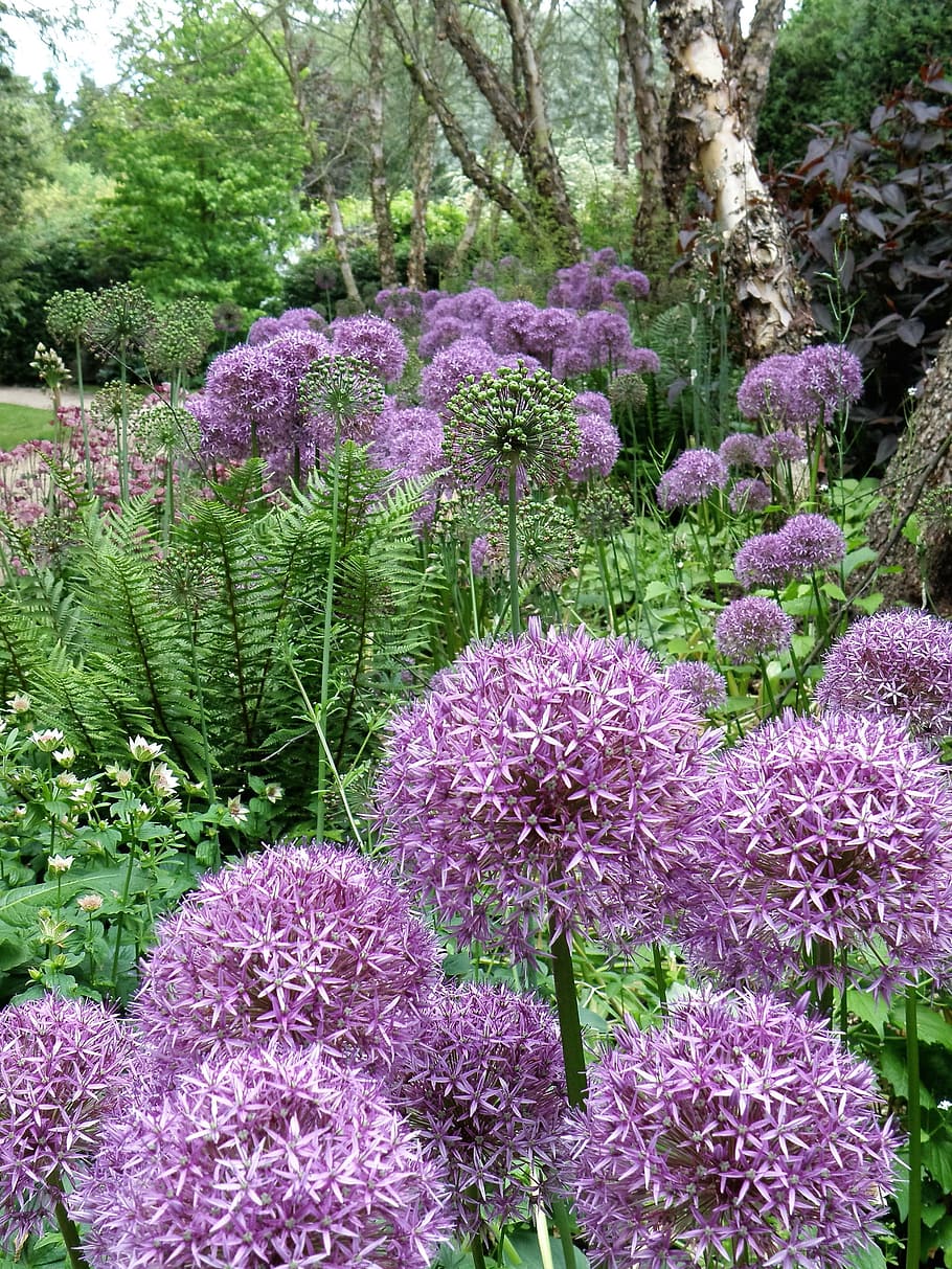 flower, bloom, garden, plant, flowering plant, beauty in nature HD wallpaper