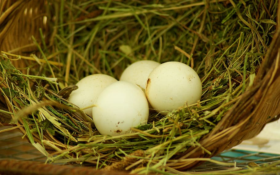 nest, eggs, straw, farm, food, food and drink, plant, close-up HD wallpaper