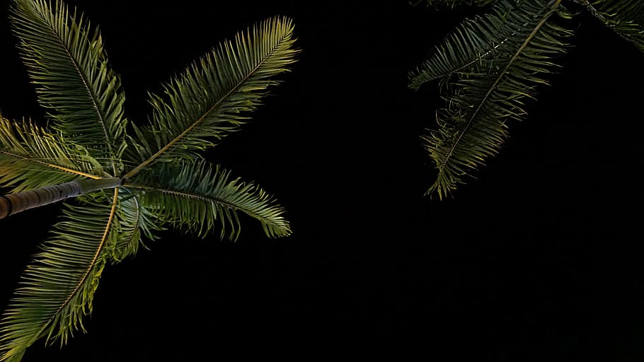 coconut tree during nighttime, green palm tree during night, low angle