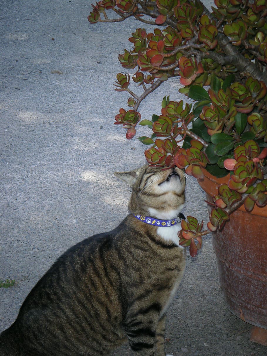 cat, tabby, lavender, cute, sniff, smell, kitty, adorable, playful HD wallpaper