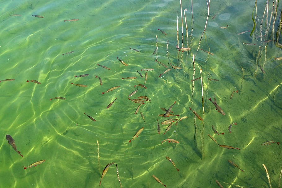 fish swarm, water, waters, lake, green color, plant, nature, HD wallpaper