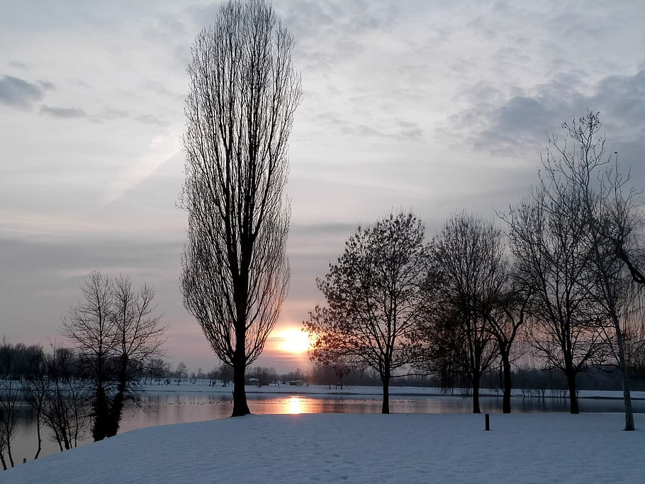 withered trees near body of water, Winter, Lake, Sunset, Landscape HD wallpaper