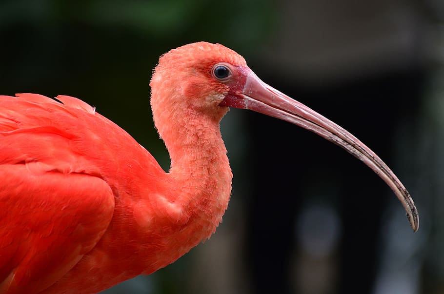 focus photography of flamingo, tropical, bird, beak, feathers HD wallpaper
