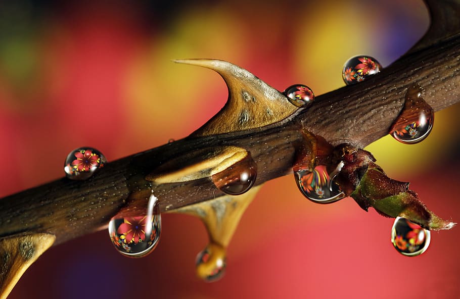 water drop selective focus photography, rose, dea, macro, bud HD wallpaper
