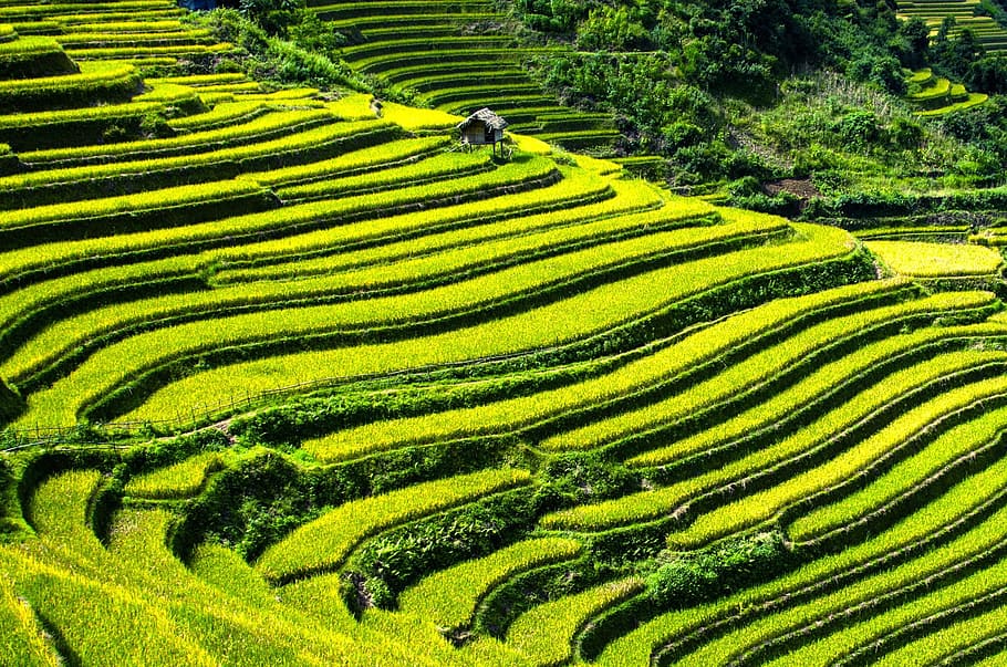 aerial photo of rice terraces, rice fields, terraced fields, mu cang chai, HD wallpaper