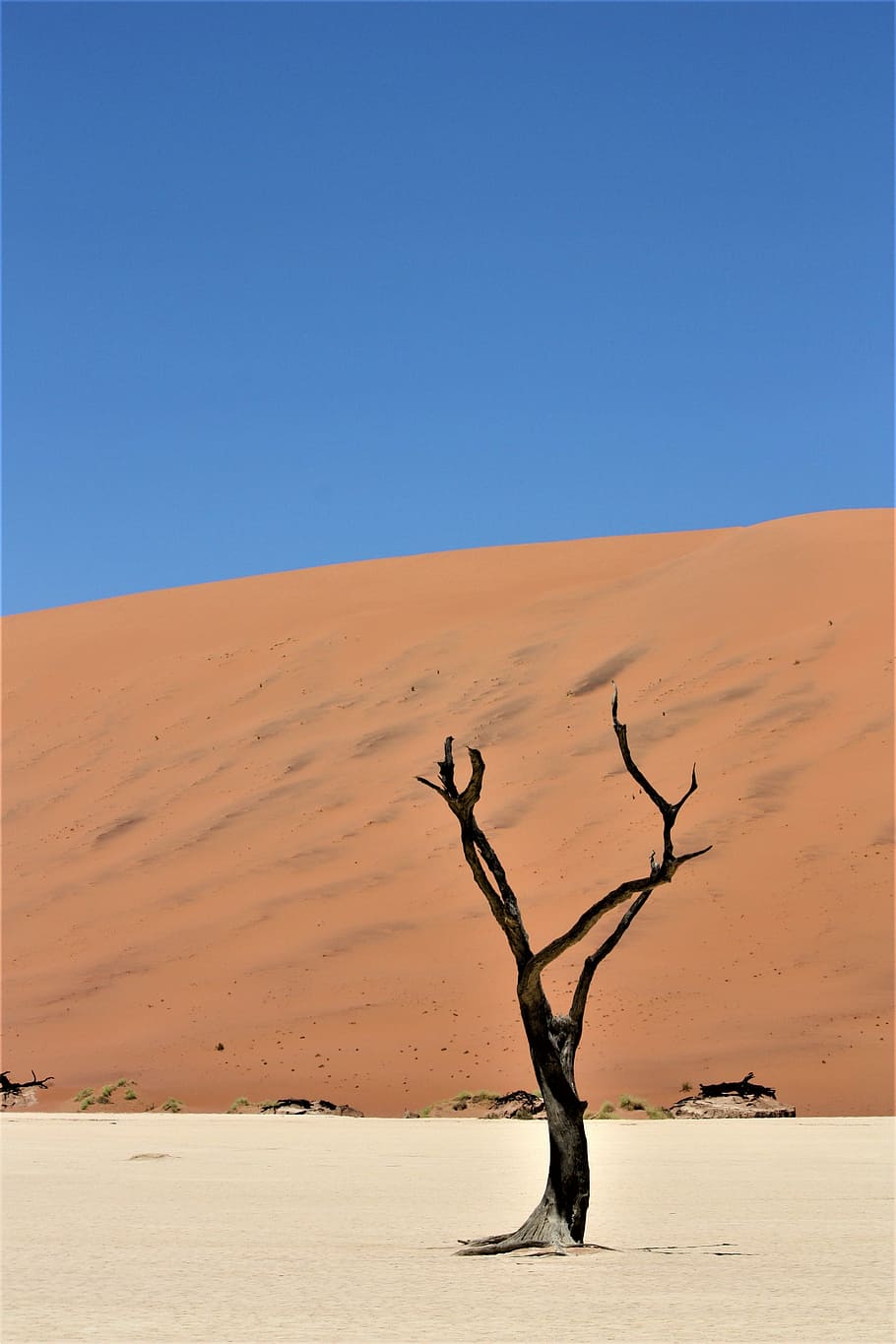 brown tree on the field photography, black tree on sand, dune HD wallpaper