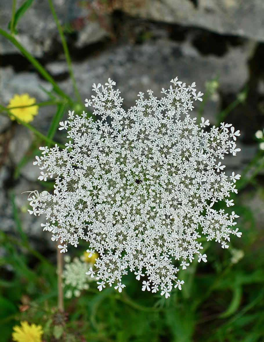 flower, flora, white, nature, season, summer, petal, wildflower HD wallpaper