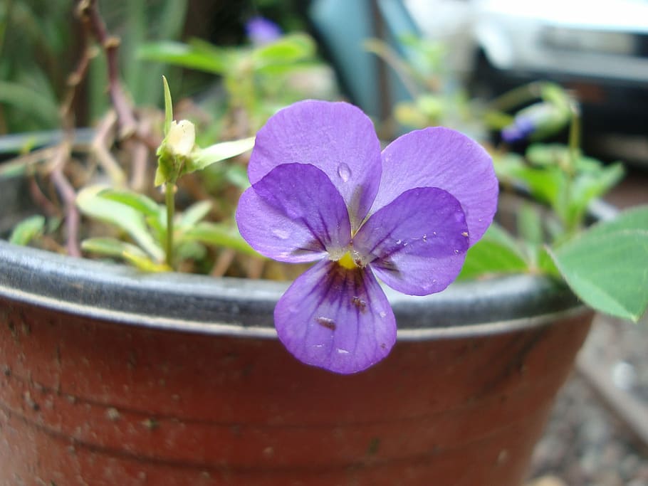 flower, blue, spring, flowering plant, vulnerability, fragility HD wallpaper